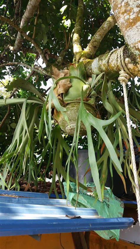 Kepada mbak cintaketika sangkakala terdengar. Warisan Petani: Pokok Tanduk Rusa.