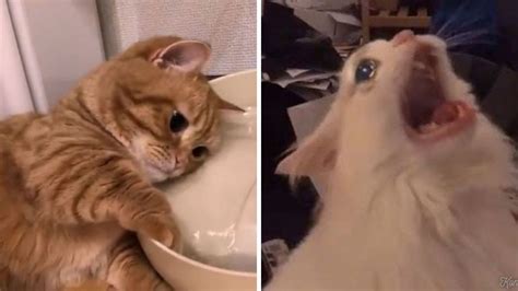 5 Memes De Gatitos Llorando Para Compartir Si Estás Tristecillo Porque