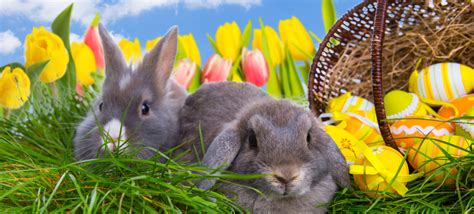 Zu ostern schenkt man einander gekochte buntbemalte hühnereier oder eier aus schokolade. Ostern Elbsandsteingebirge / Sächsische Schweiz