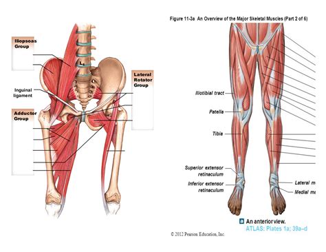 Hip Muscle Structure