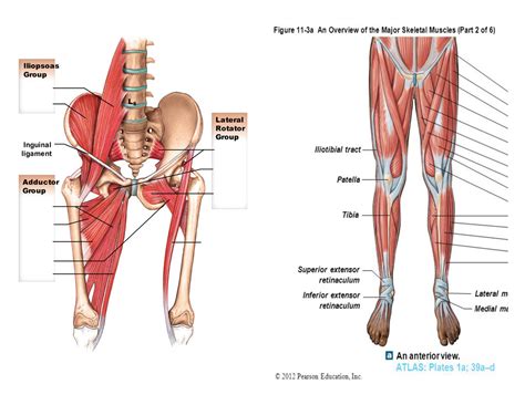 Hip Muscles Diagram : Diagram Labelled Of The Hip Muscles Human Anatomy