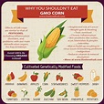 Genetically Modified What?! A Deeper Look Into GMO Corn – Clinific