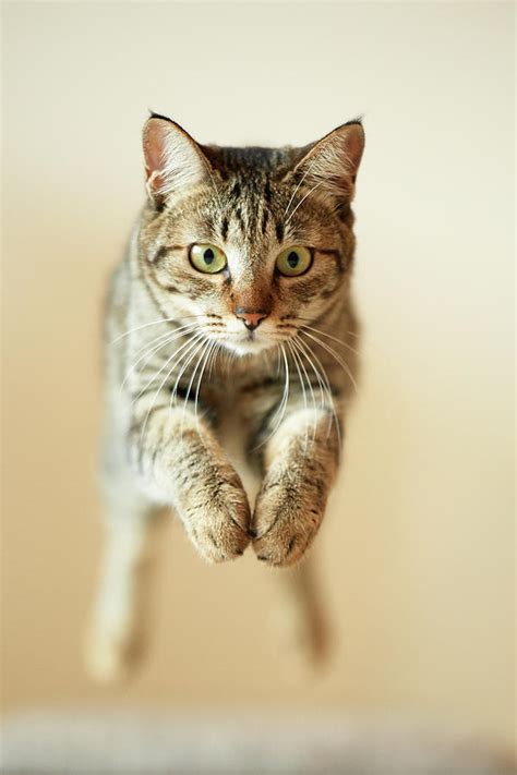 Jumping Cat By Akimasa Harada