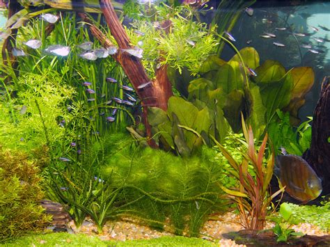 How To Put Plants In An Aquarium Aquarium Views