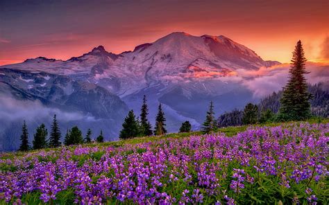 Hd Wallpaper Sunset Mountain Flowers Rainier National Park Washington
