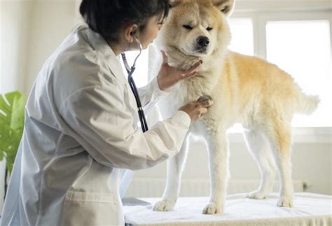 Tumeurs Cardiaques Chez Les Chiens Symptômes Causes Et Traitements Santé Du Chien