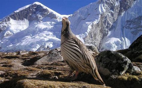 Cómo Se Protegen Las Aves De Alta Montaña Del Frío Extremo Periodista