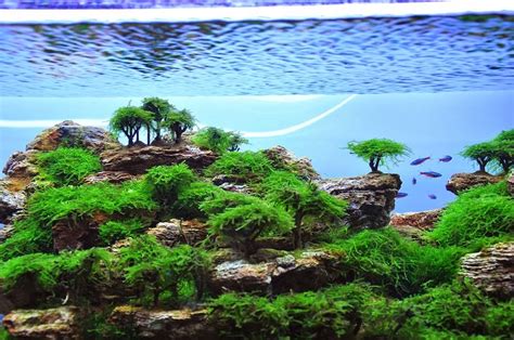 If you are looking for an eye popping yet simple freshwater aquascape, the iwagumi aquascape is worth considering. AQUA FRESH PLANT: AQUASCAPE DAN IKAN HIAS PEKANBARU