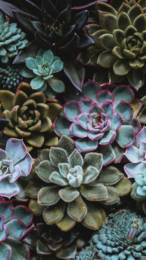 In this era of technology and civilization, communication has indeed advanced to greater heights. Download wallpaper 938x1668 succulents, plant, domestic ...
