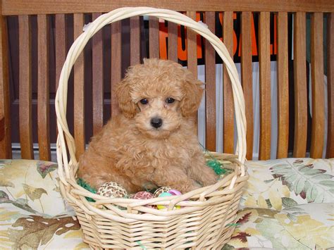 Teacup Poodle Dog Breed Everything About Teacup Poodles