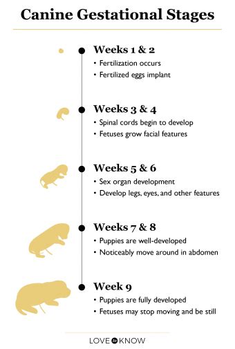 Canine Gestation Week By Week Pregnancy Breakdown Lovetoknow Pets