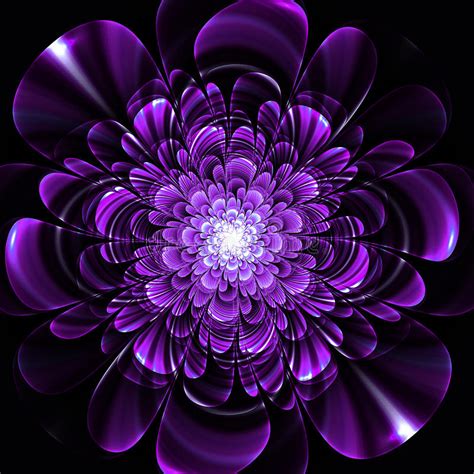 Beautiful Purple Flower On Black Background Computer