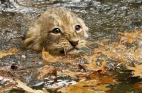 Todays Cute Animal Video Angry Wet Lion Cubs · The Daily Edge