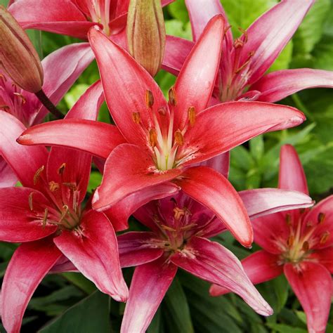 Red Lilies Cool Wallpaper