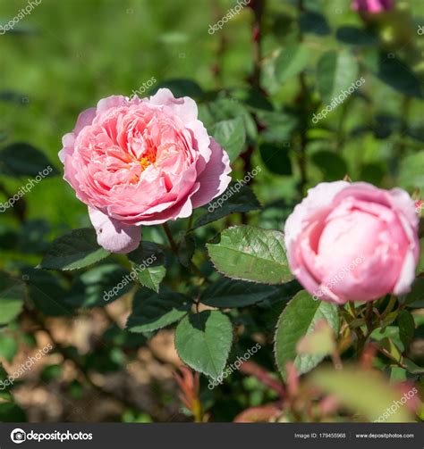 Blooming Pink English Rose Garden Sunny Day David Austin Alnwick