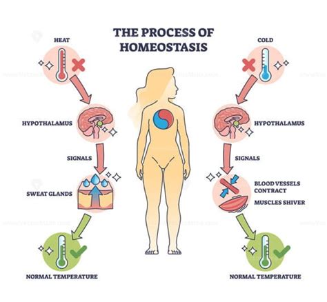 Process Of Homeostasis As Human Body Temperature Regulation Outline