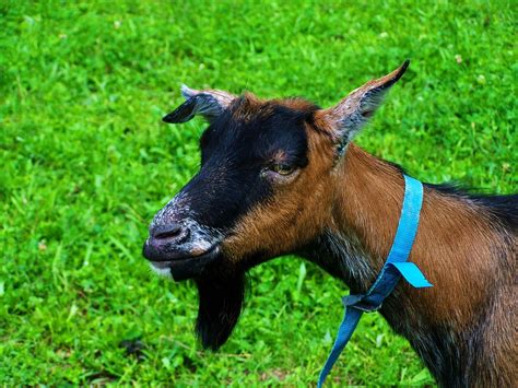Brown Black Goat Bearded Domestic · Free Photo On Pixabay