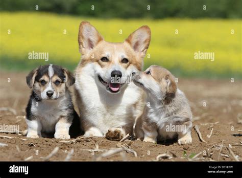 Dog Pembroke Welsh Corgi Adult And Two Puppies Different Colors Sitting
