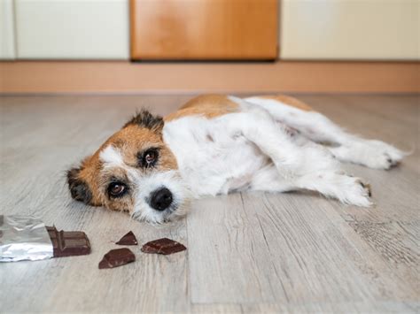 6 Symptoms Of Chocolate Poisoning In Dogs Heart Paw