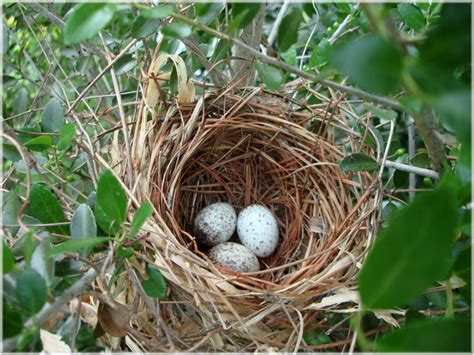 Spring Birds Nest Bird Nest