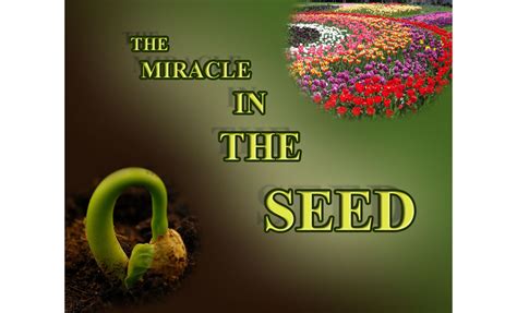 The Miracle In The Seed Seed Dispersal