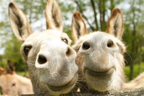 Jerusalem Donkeys By Katie Wilson Photography Animals Farm Wildlife
