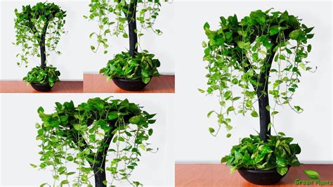 Cool Idea To Growing Money Plants In Your Living Space Money Plant