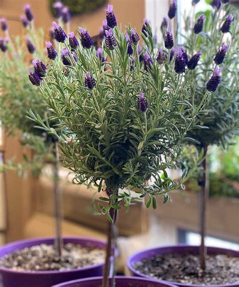 How To Grow And Care For A Lavender Tree