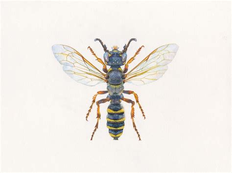 Wasp Art Print Watercolor Insect Wasp Wall Decor Insect Etsy