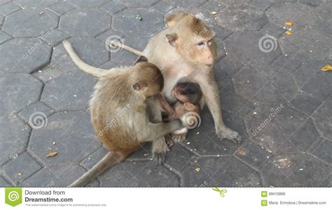 Monkeys on Street in Lopburi, Thailand. Stock Photo - Image of monkey ...