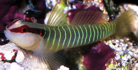 The Greenbanded Goby Elacatinus Multifasciatus Photo By Greg