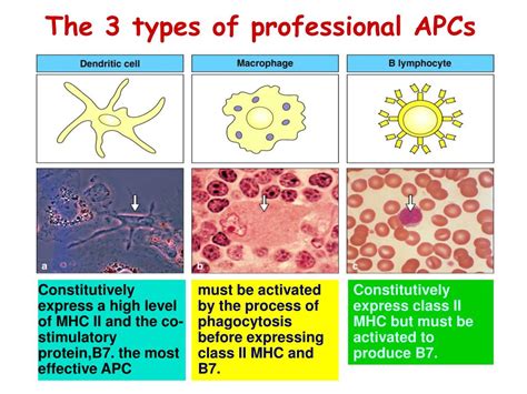 Ppt Antigen Presenting Cells And Antigen Presentation Powerpoint