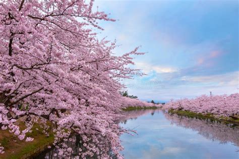 Full Bloom Sakura Cherry Blossom At Hirosaki Park Japan Stock Image
