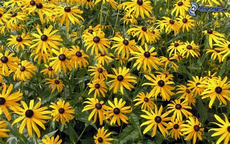 Da quelli selvatici di campo che in natura nascono spontanei ai . Fiori gialli