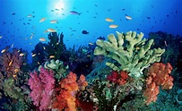 La barriera corallina vive grazie ai piccoli pesci criptobentonici ...