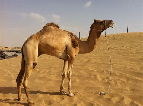 The food that camels eat depend on whether they are domesticated, feral or living in zoos. Camels - Travel Gourmande