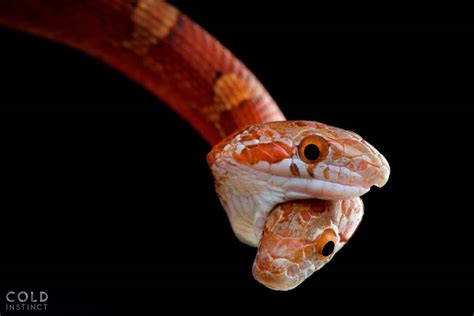 Photos Of The Most Exotic Cold Blooded Animals In The World