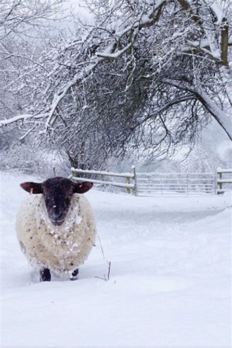 Winter Sheep Sheep Winter Scenes Animals Beautiful