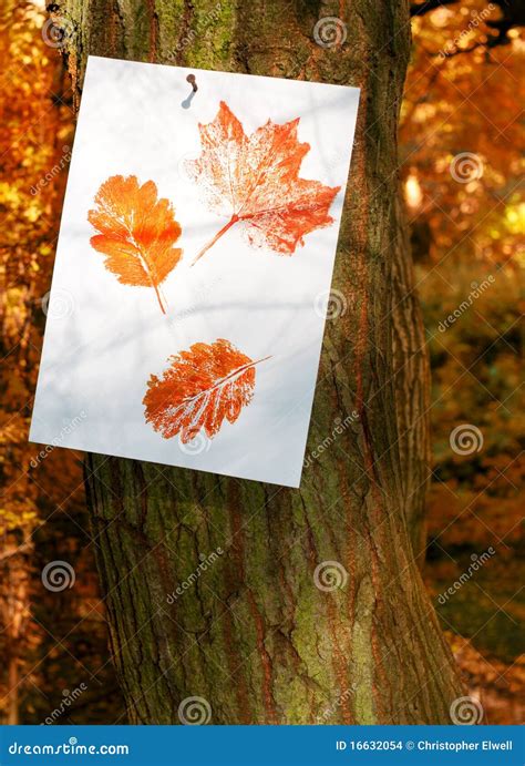 Autumn Leaf Prints Stock Photo Image Of Colours Fall 16632054