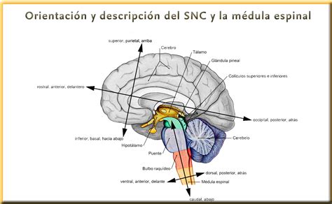 Sistema Nervioso Central Parte 1 Habla Sobre El Snc Anatomicamente Y