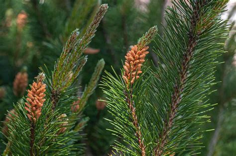 How To Grow And Care For A Scots Pine Tree