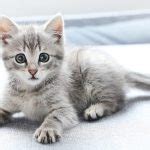 If you want to honor cats of years gone past, try naming your stripey feline after a tabby icon. 100 Great Names For Grey Cats From The Happy Cat Site