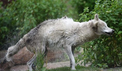 Travel Michigan Wolf Habitat Opening At Detroit Zoo Features Meadows