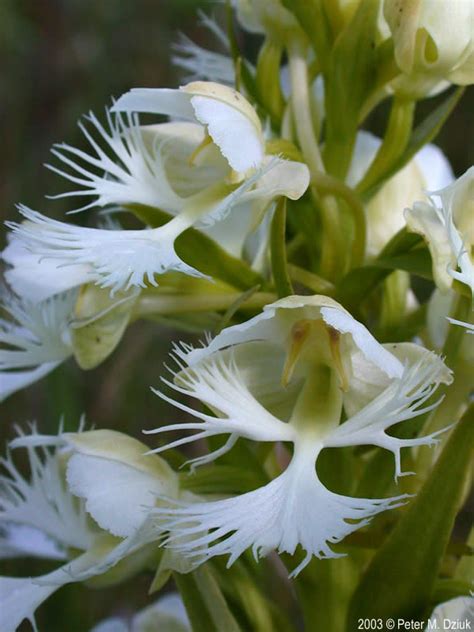 platanthera praeclara western prairie fringed orchid