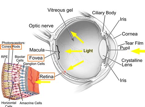 89 Structure And Function Of The Eye Rods And Cones
