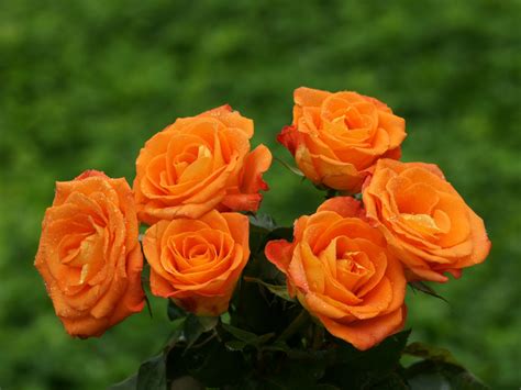 Indian Celebrity Zoon Orange Rose