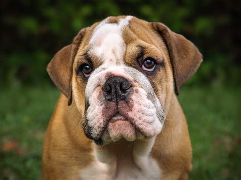 English Bulldog Puppies Breed Info And Who Needs A Bulldog Today