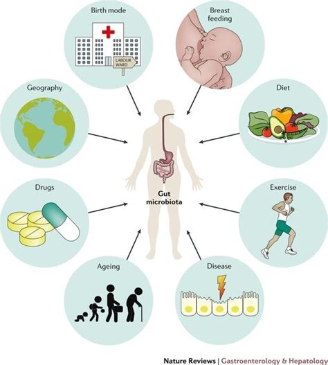 Microbiota Diet And Well Being