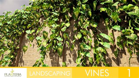 Landscaping Vines 1 In Architectural Visualization Ue Marketplace