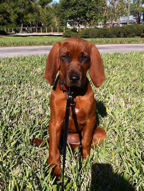 Redbone Coonhound Puppies Redbone Coonhound Copper Coonhound Puppy